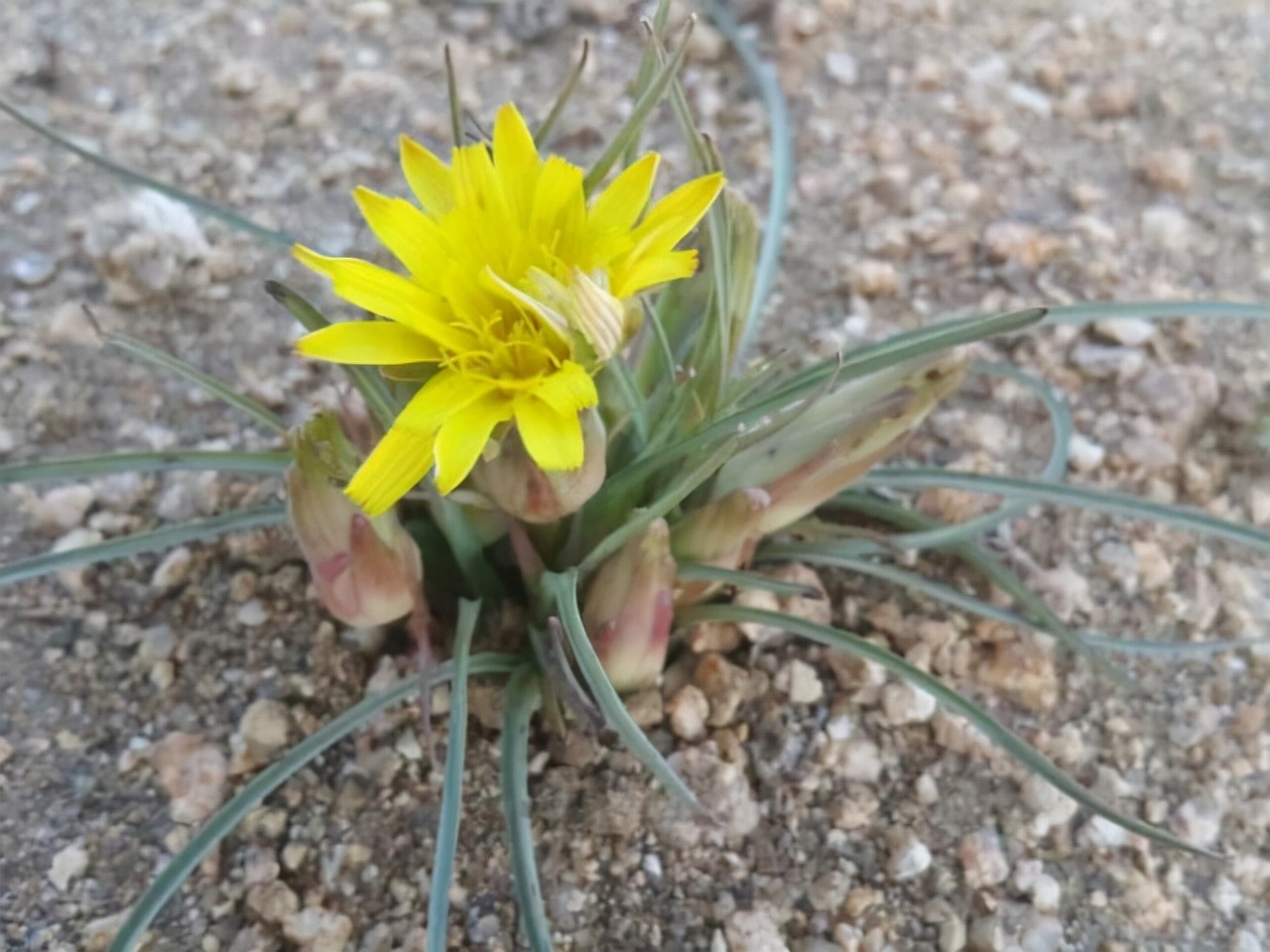野生路边菊图片大全,农村山上的那种黄色的野菊花