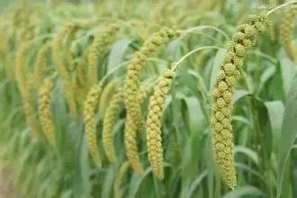 我国很多成语与植物有关,汉语成语中的植物文化