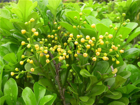 米兰花怎样养才能使它花更香些,米兰花怎样养才能开得更茂盛