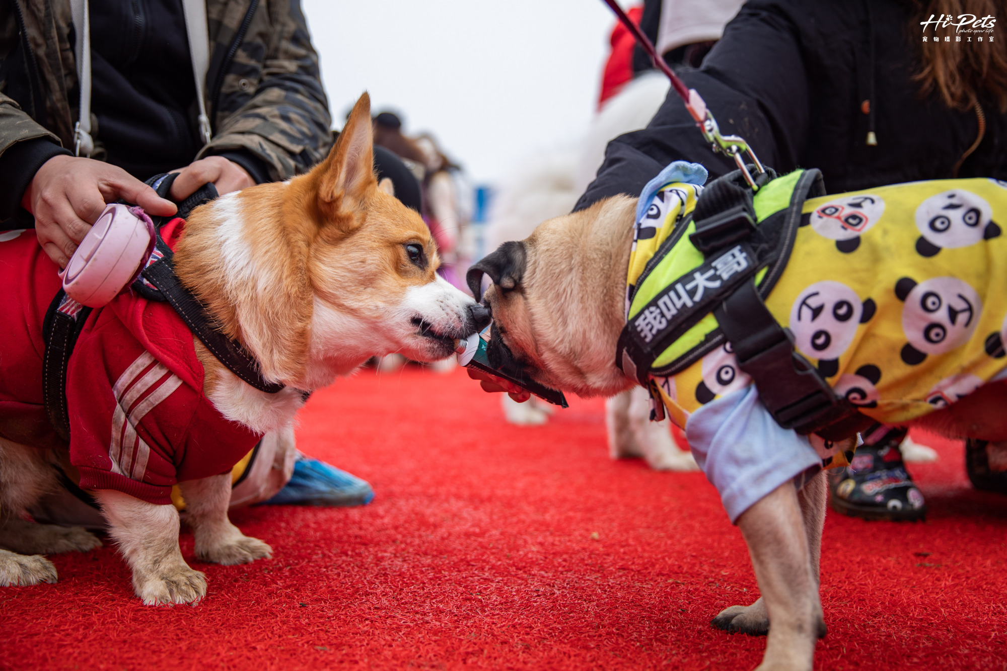 春季宠物发情期，你还在犹豫要不要为宠物绝育？