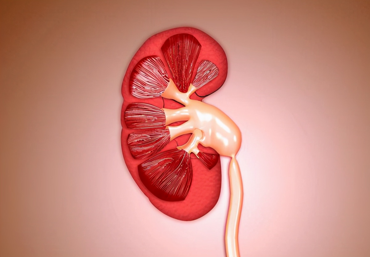 iga肾病早期怎么治疗,怎么才能预防好iga肾病的复发呢