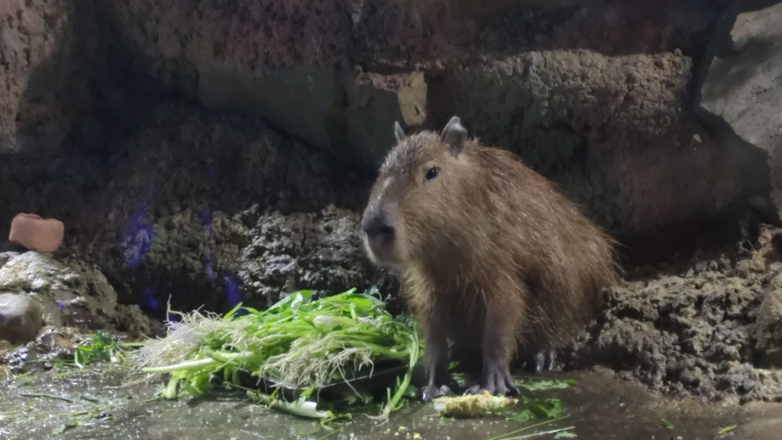 福州欧乐堡海洋世界家庭套票团购,福州欧乐堡海洋世界门票价格