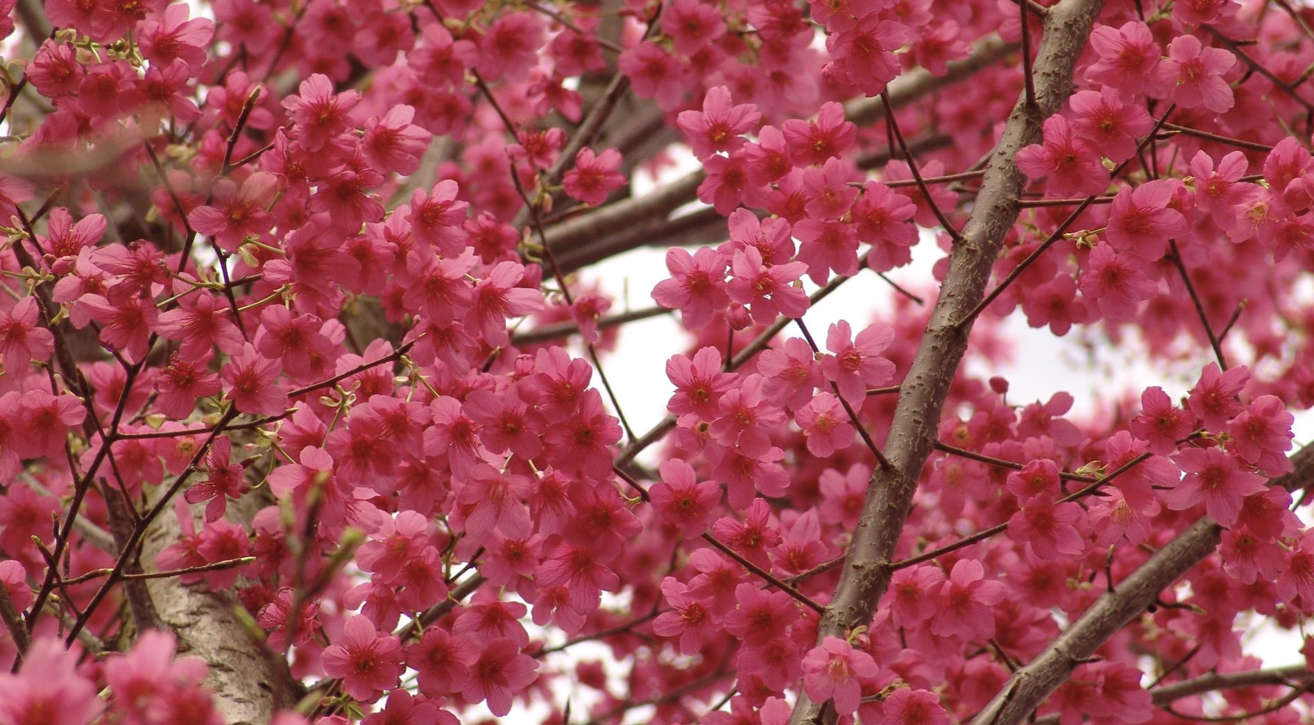 又到了一年一度赏樱花的季节,又是一年樱花开快来沉浸式赏樱