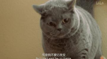 猫咪精力太旺盛还咬人怎么办,猫咪最近脾气暴躁咬人怎么办