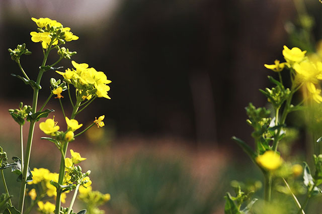安国医院：寻常好景时时有，人间最美三月天。
