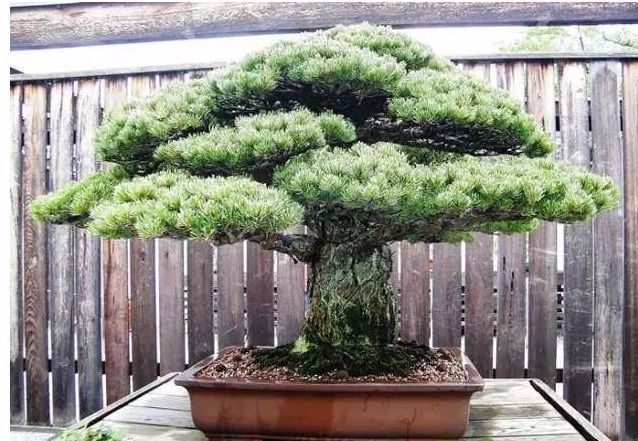 哪些名贵盆栽越养越有价值 (适合久养的珍稀盆栽)