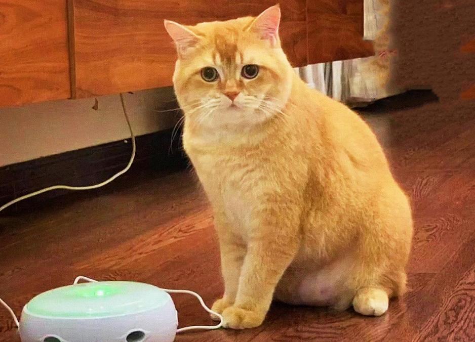 最高冷的猫是什么品种,什么猫最黏人而又好养