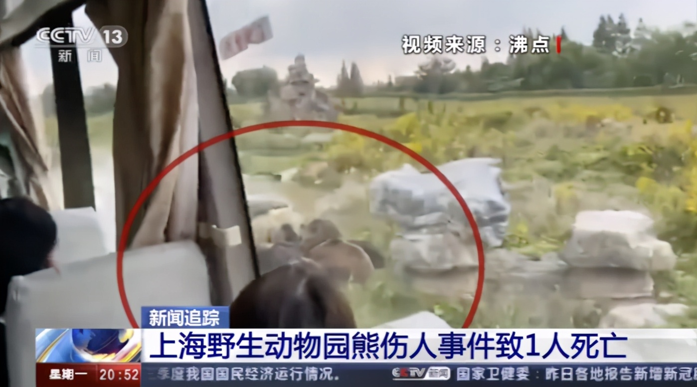 熊如果遇到熊袭击该怎么办,遇到熊的正确自救方法