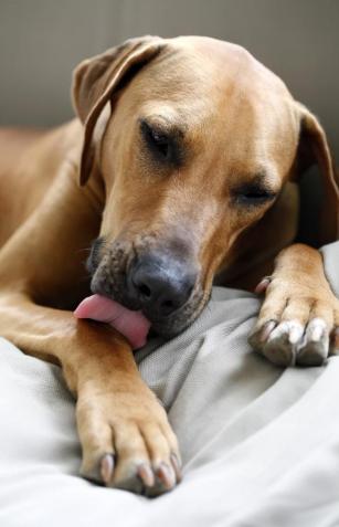 狗狗脓皮病越来越多怎么办,狗狗皮肤发红有皮屑怎么治比较好