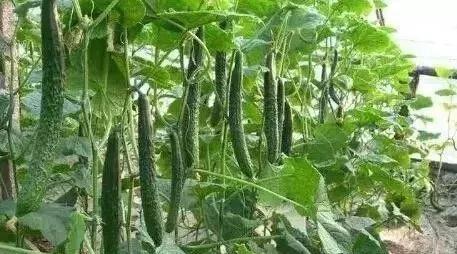 亚磷酸钾辨别真假简单方法,亚磷酸钾和磷酸二氢钾哪个好