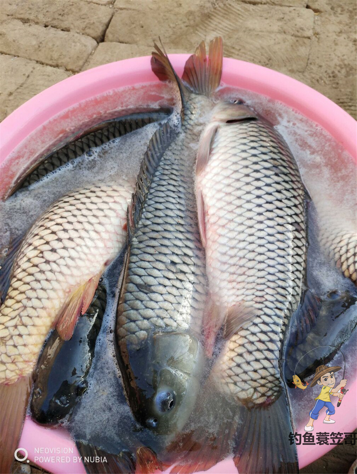 野钓颗粒怎么挂是正确的,颗粒钓挂法