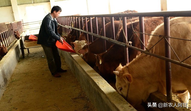 养牛千万别得罪人,养牛有几大坑