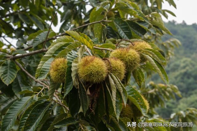 兴隆县花市村煎饼王农家院,承德兴隆煎饼的做法