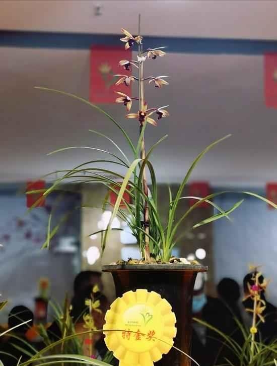 毕节蕙兰极品开花图,贵州毕节的野生兰花
