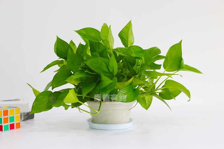 绿萝叶片发黄是什么原因怎样养,绿萝叶片发黄怎么解决