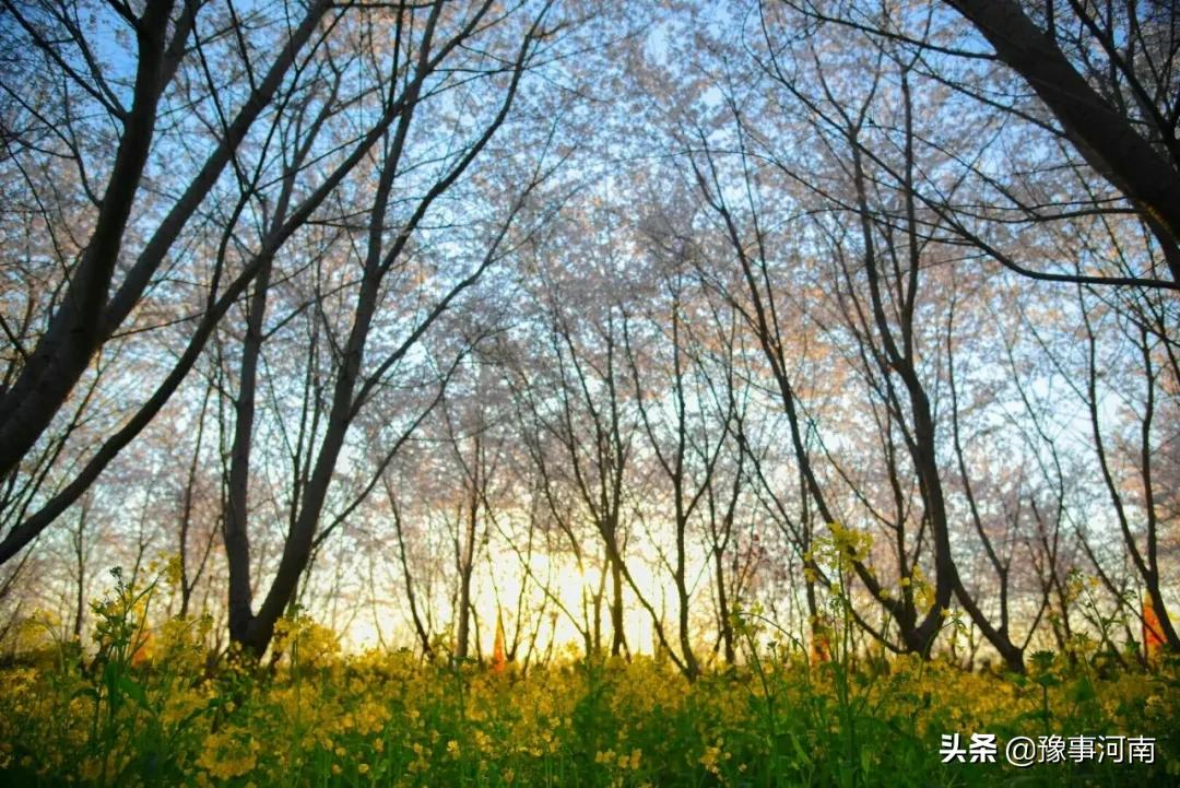 河南许昌樱花景点,许昌樱花最美的地方