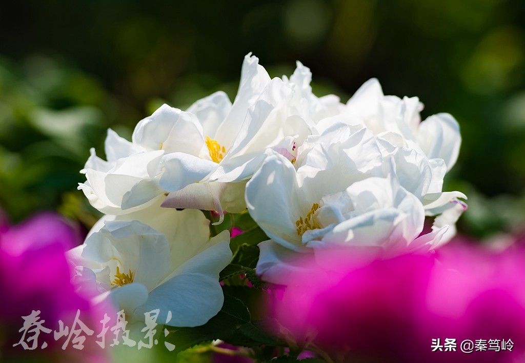 五月玫瑰花期,五月玫瑰盛开时