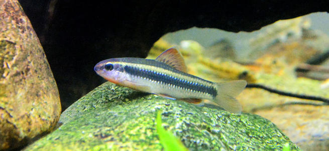 啥鱼不用加热棒也能养,用加热棒最好养的十款热带鱼