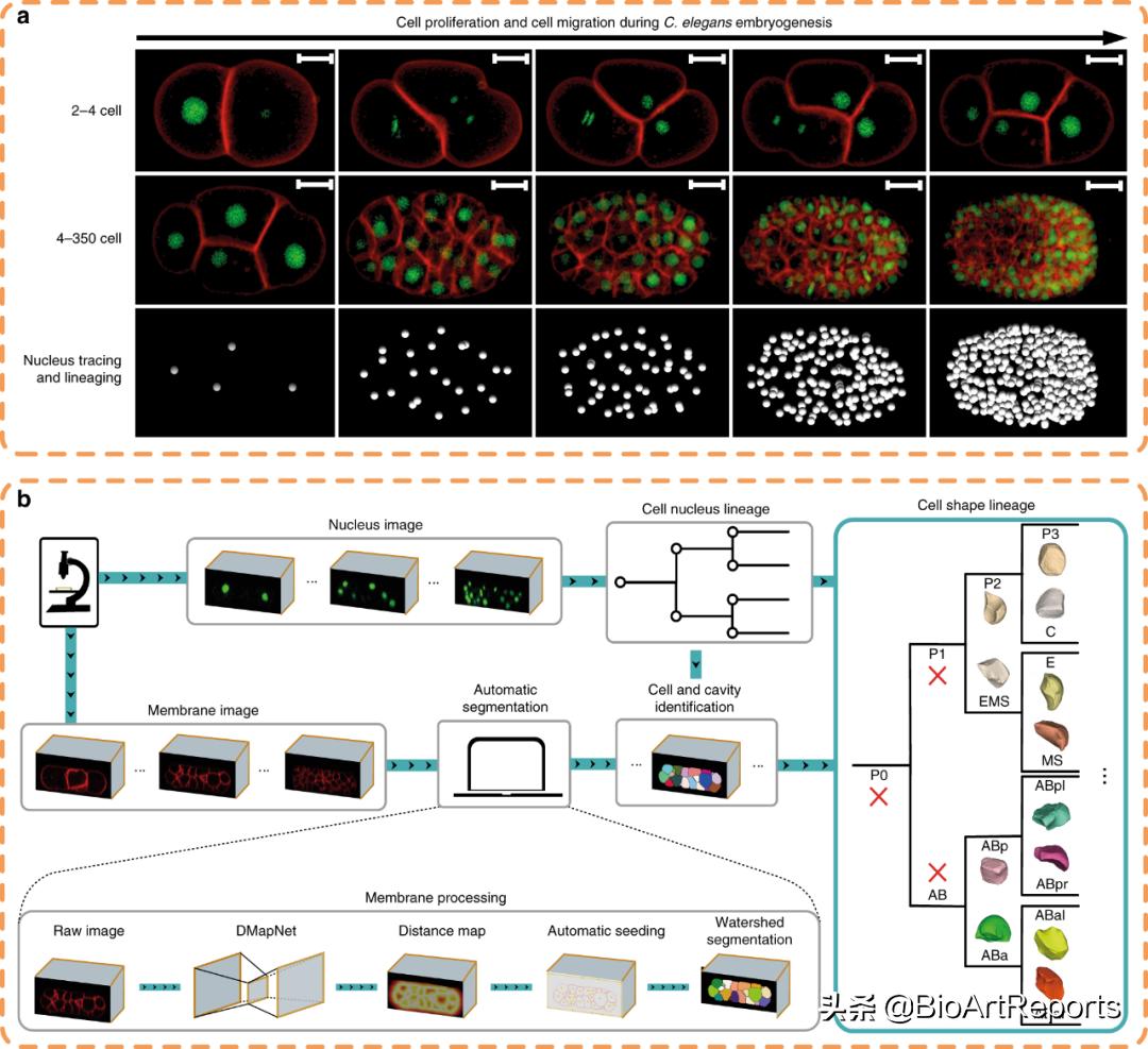 NatCommu|线虫胚胎发育的四维形态学图谱