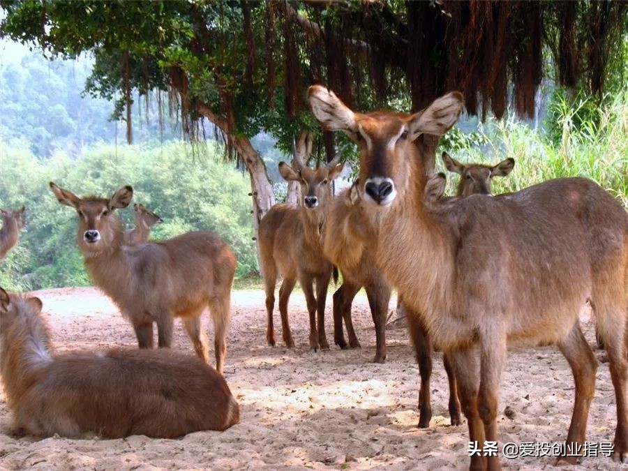 贝窝：与你“童”行丨来长隆，一起撒欢，一起找回儿时欢乐
