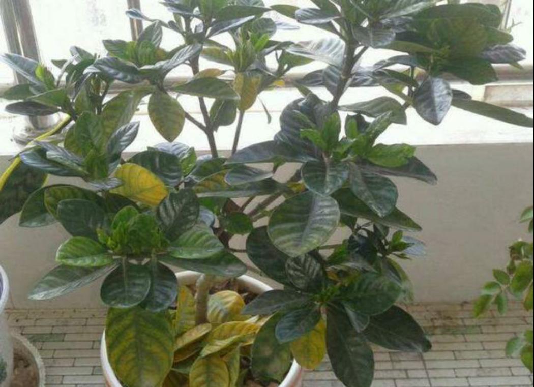 栀子花黄叶的原因及治疗方法,栀子花黄叶的原因及处理小妙招