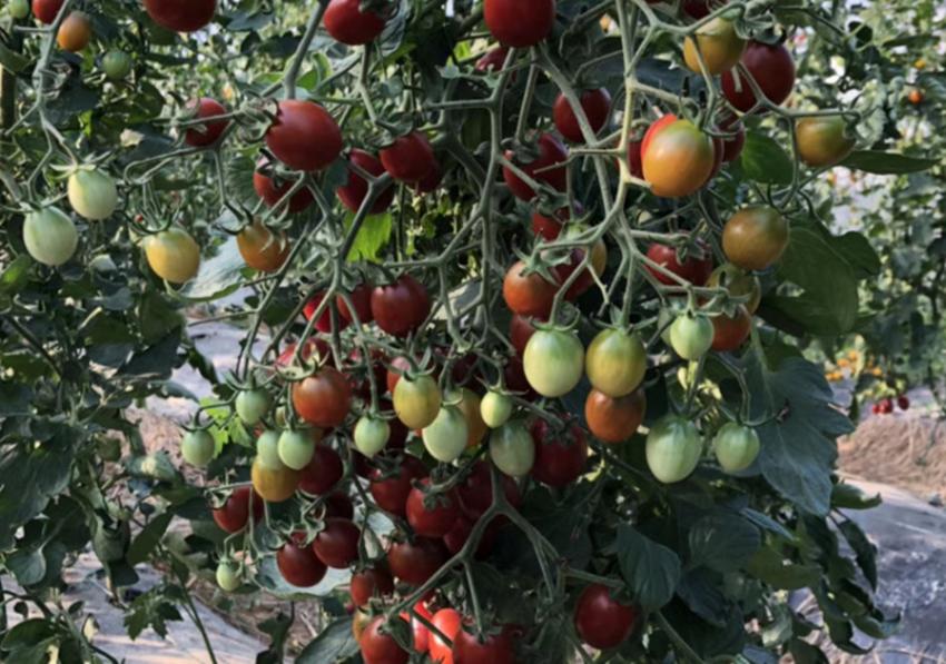 农村中药材种植什么品种好,种植什么最赚钱不愁销路又生长快