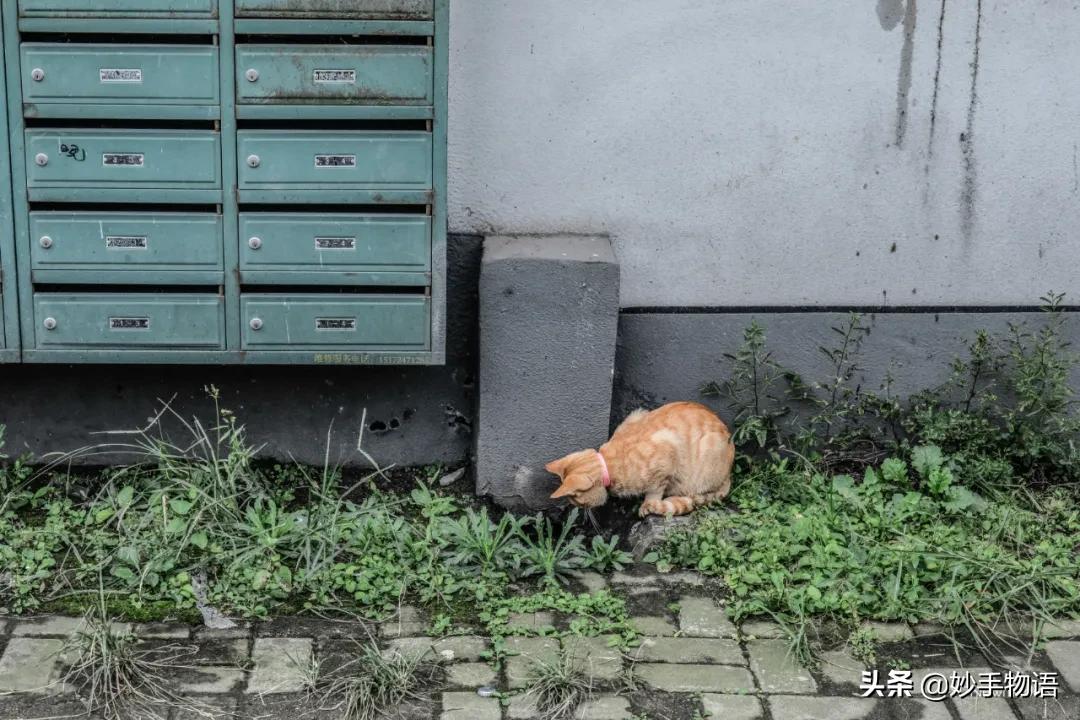 为什么总有人说养猫不如养小孩,年轻人不生孩子反而开始养猫了