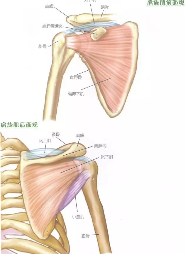 肩部肌肉训练有什么用,肩部训练肌肉线条的美感