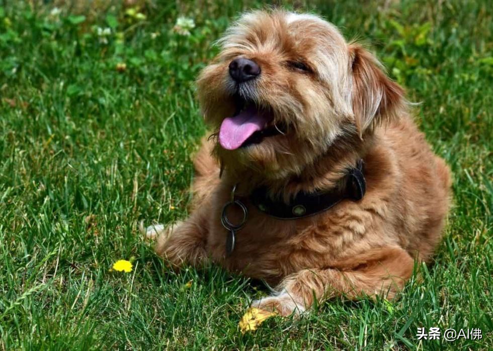 美国最受欢迎的100组小狗名字