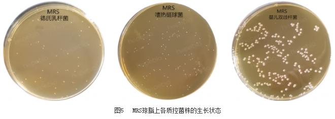 鉴定乳酸菌的常用的培养基是什么,乳酸菌微生物检测