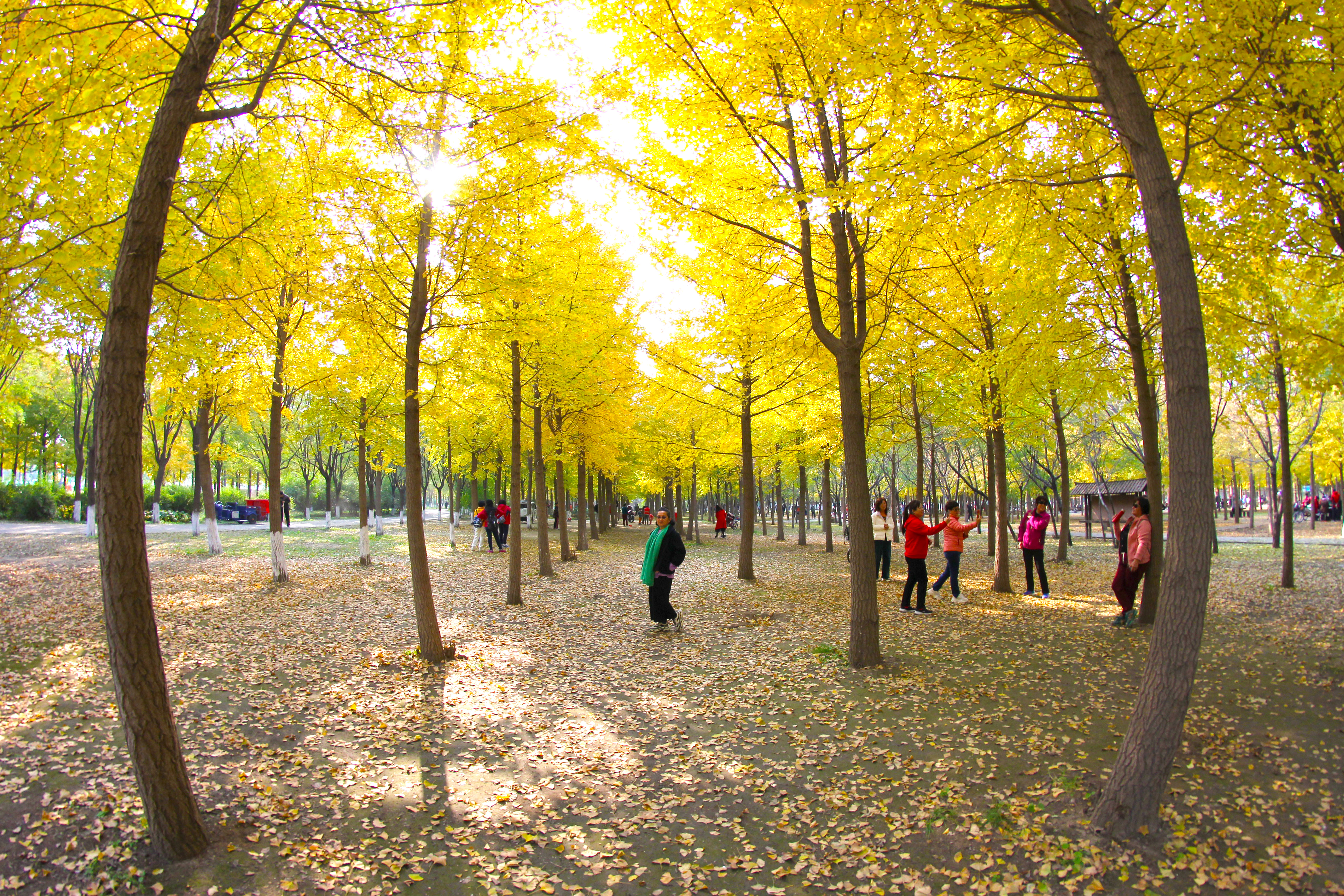 北京海淀区小众公园,北京小众森林公园