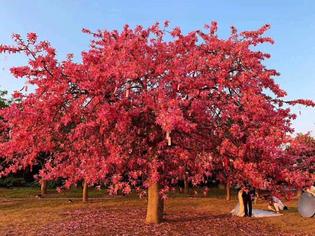 南沙葵园花海景区,广州南沙万顷葵园最佳旅游时间