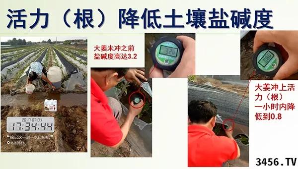 大姜的高产种植技术指导视频,大姜高产标准化种植技术