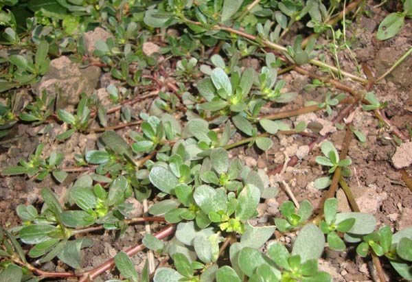 哪种野菜不适合孕妇吃,有中药成分的野菜孕妇可以吃吗