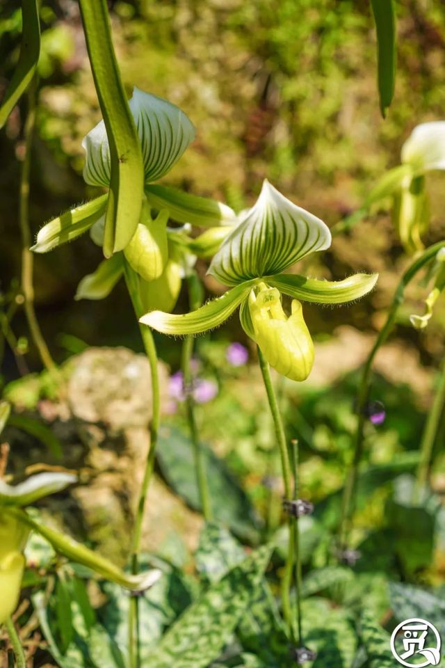 深圳史上最大最美的花展来啦,走进深圳仙湖植物园的国际花展