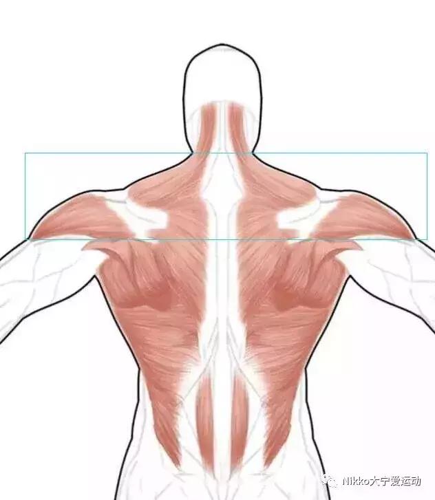 怎么减掉斜方肌变成一字肩,女人天鹅颈怎么练出来