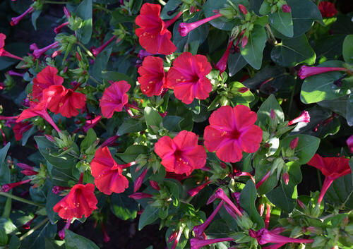 紫茉莉花种子怎么长出来,紫茉莉花的观赏特性