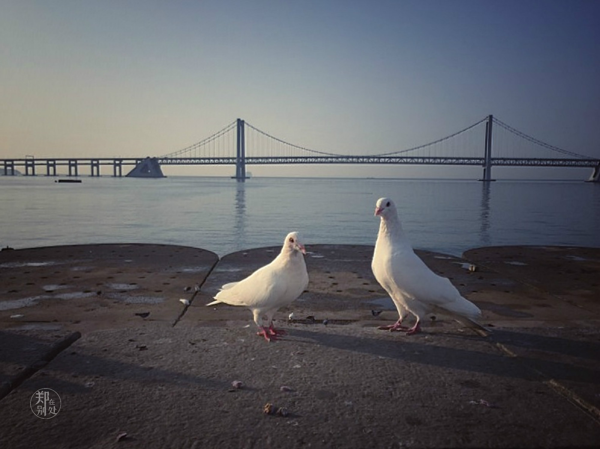 漫步在大连星海湾,美丽的大连星海广场令人流连忘返