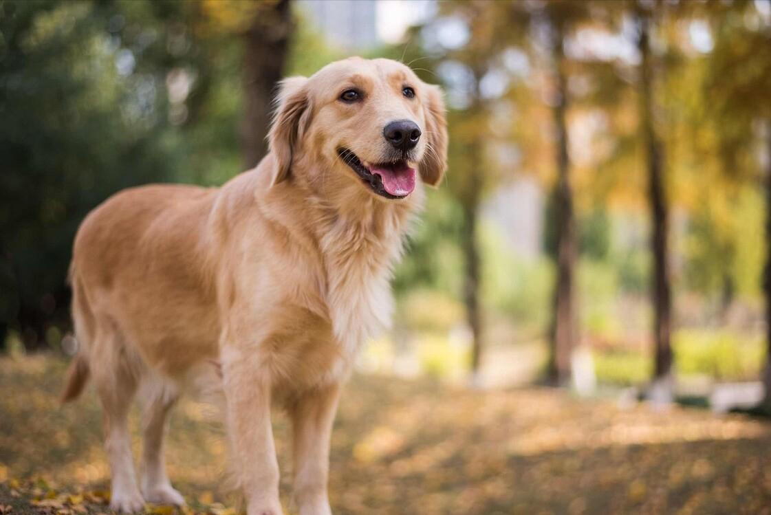 再穷也要养这三种宠物狗,最不挑食的是哪几种狗