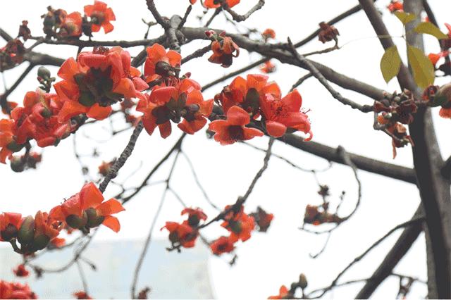 惠州亮灯为武汉加油,惠州武汉加油