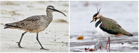 雨怎么那么大,下这么大的雨小鸟怎么办