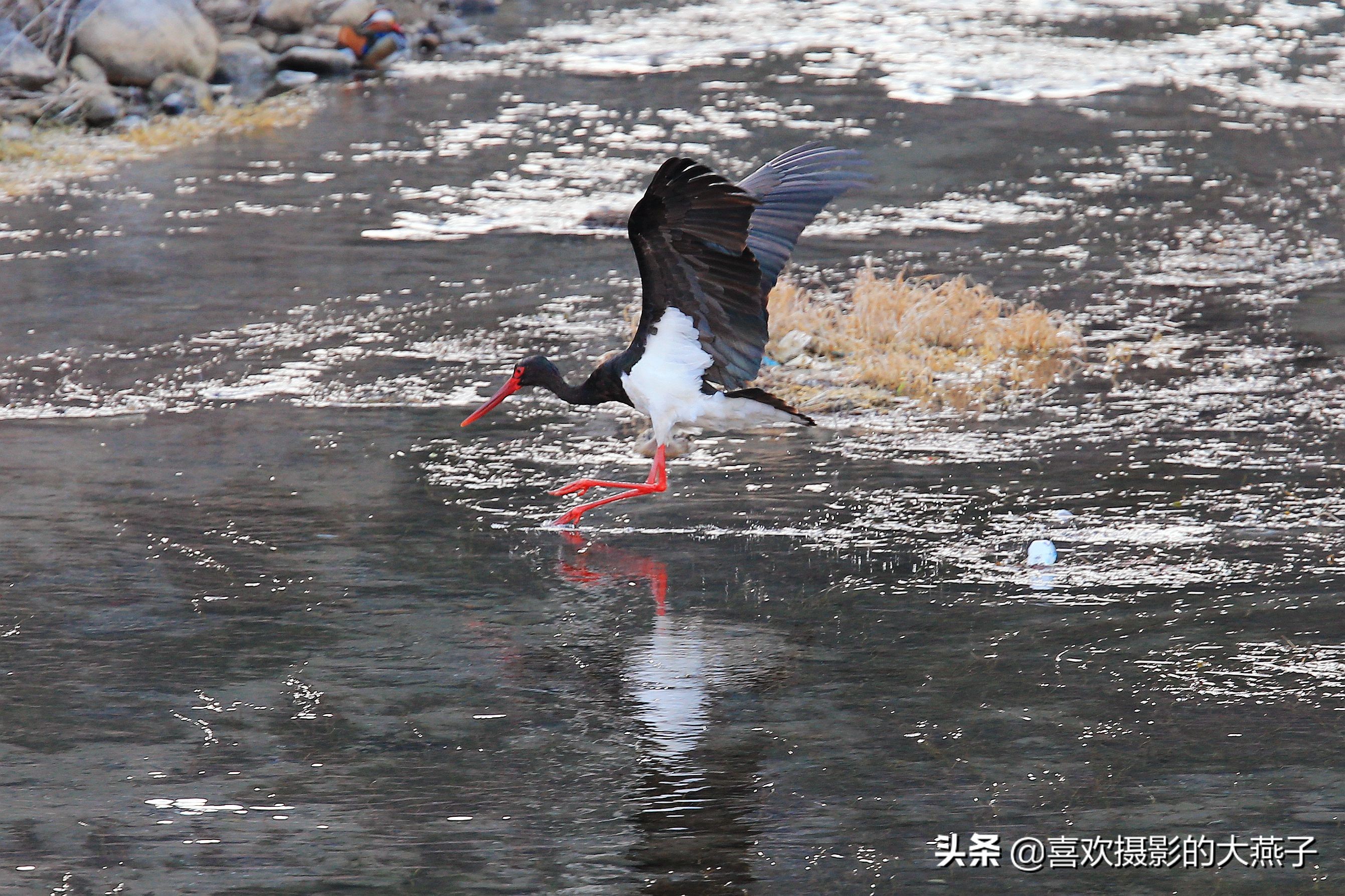 閲庣敓榛戦钩,榛戦钩椋炵繑鍥剧墖