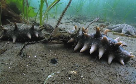 海参放冰箱了为什么变绿,海参泡发后水是绿色的正常吗