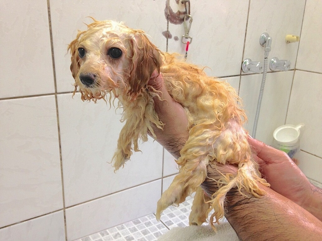 狗狗抗拒喷雾怎么办,狗狗抗拒擦脸怎么办