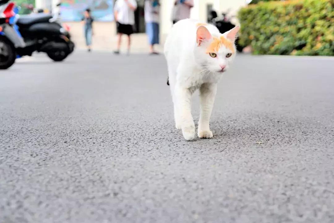 武昌这所低调的大学坐拥一线江景，教学楼窗外就是黄鹤楼