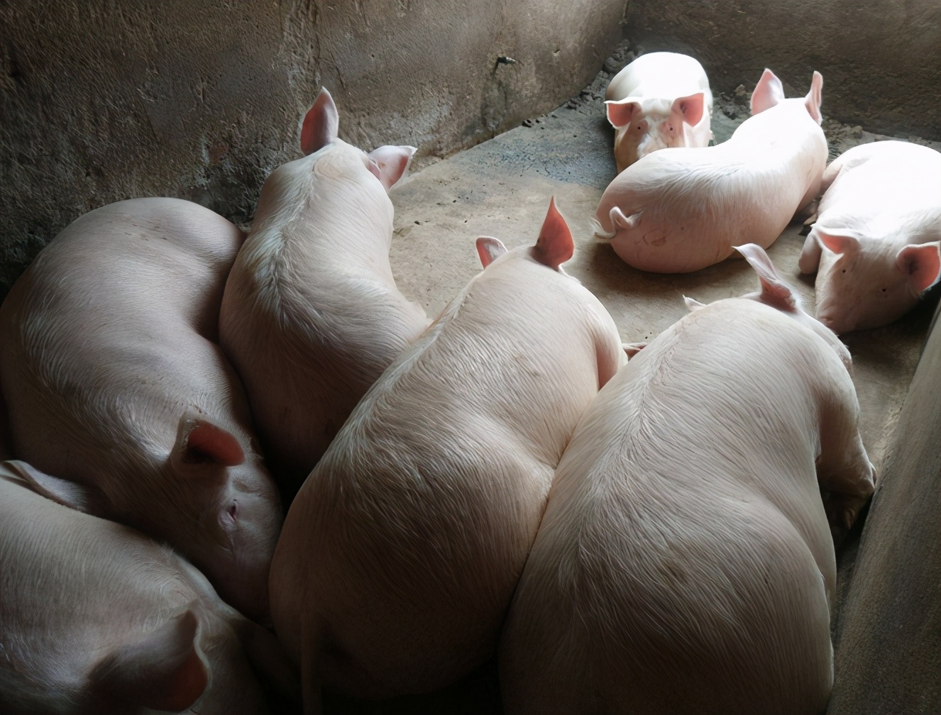 育肥猪怎么样快速长肥,育肥猪长得慢太瘦有什么好方法