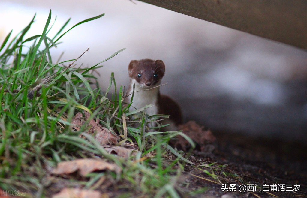 黄鼠狼为什么不能给鸡拜年,黄鼠狼是怎样给鸡拜年的