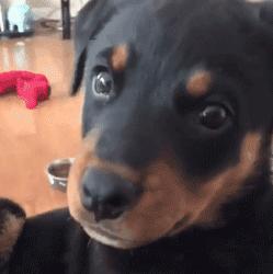 谁也拒绝不了的撒娇,谁也拒绝不了一只卖萌的小狗