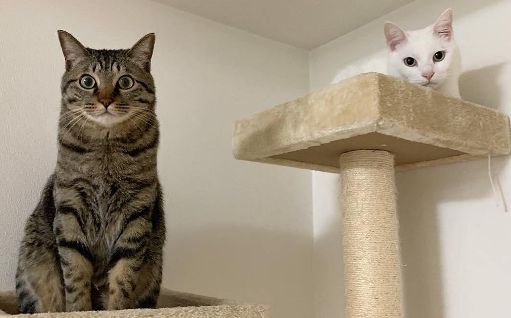 跟小猫玩逗猫棒的技巧,和猫玩逗猫棒玩多久