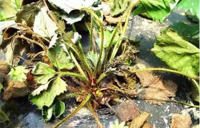 草莓叶茎发黑叶子干枯是什么病,草莓叶子变枯萎是得了什么病